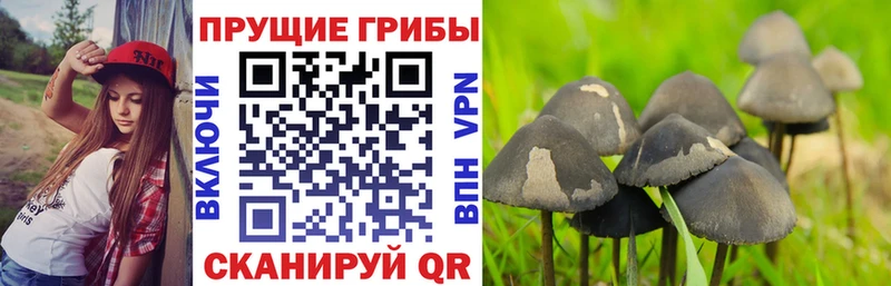 где можно купить   Пятигорск  Псилоцибиновые грибы Psilocybine cubensis 